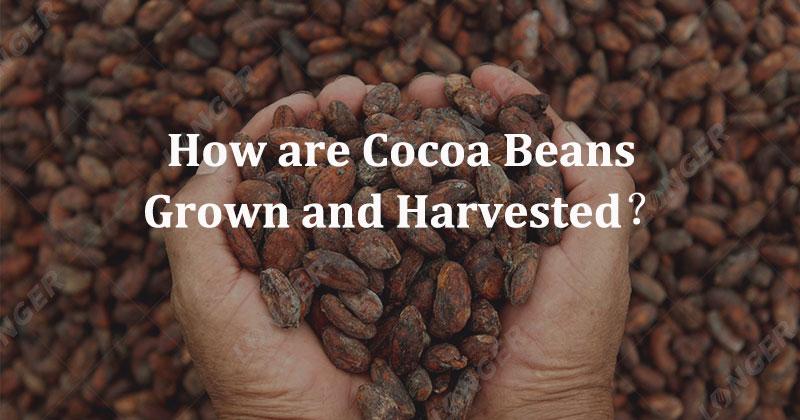 How are Cocoa Beans Grown and Harvested