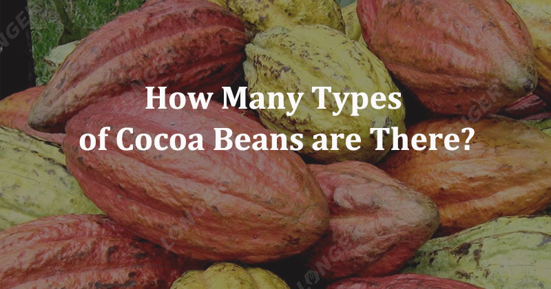 How Many Types of Cocoa Beans are There