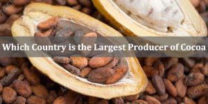 Which Country is the Largest Producer of Cocoa Beans
