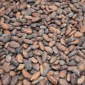 Roasted Cocoa Bean
