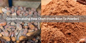 Cocoa Processing Flow Chart (From Bean To Powder)