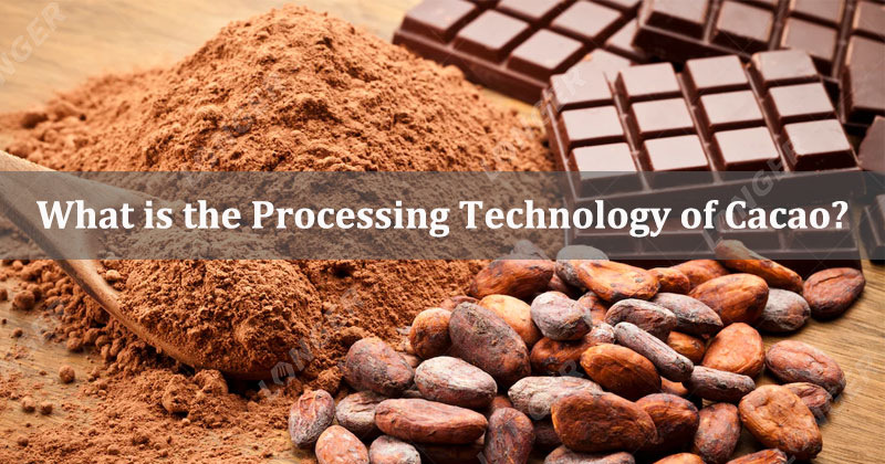 What is the Processing Technology of Cacao?