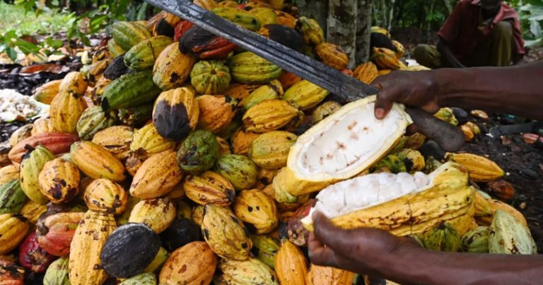 Unraveling the Cocoa Producers in Cameroon: A Sweet Affair